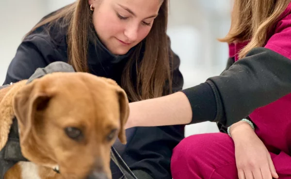 Auxiliar veterinario realizando el triaje de una mascota en el hospital
