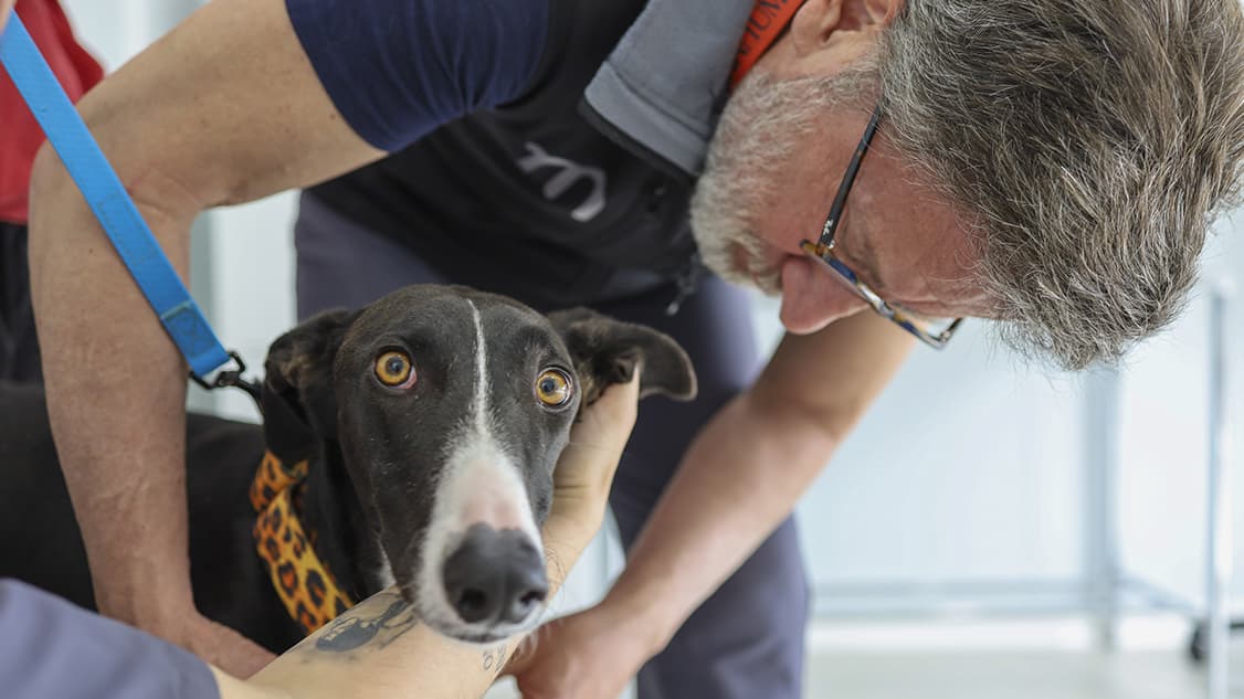 hospital veterinario alicante