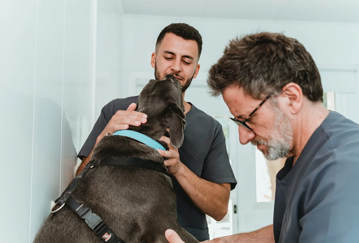 veterinario alicante