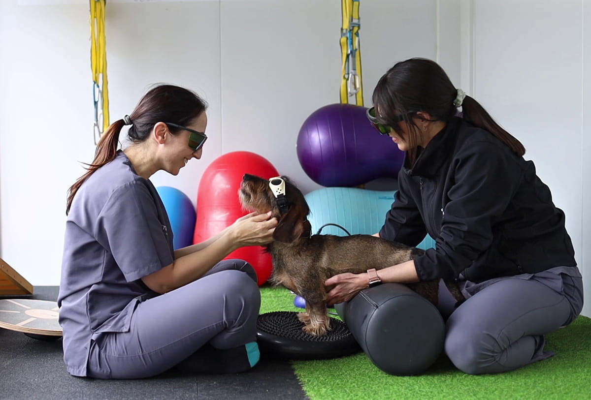 clinica veterinaria alicante