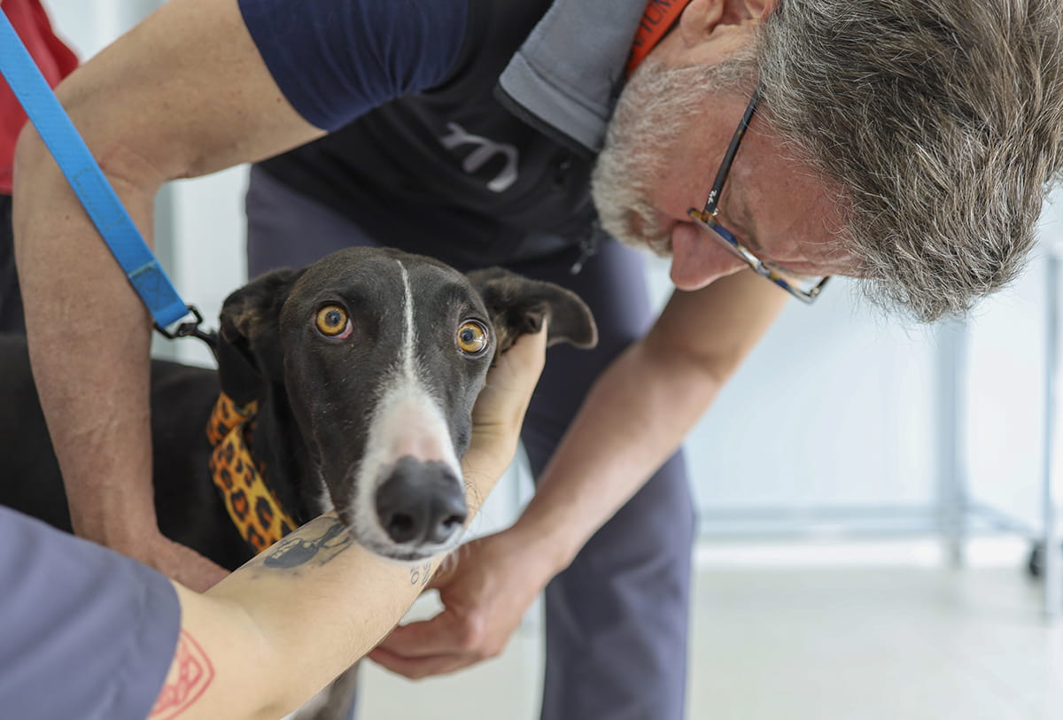 clínica veterinaria en alicante