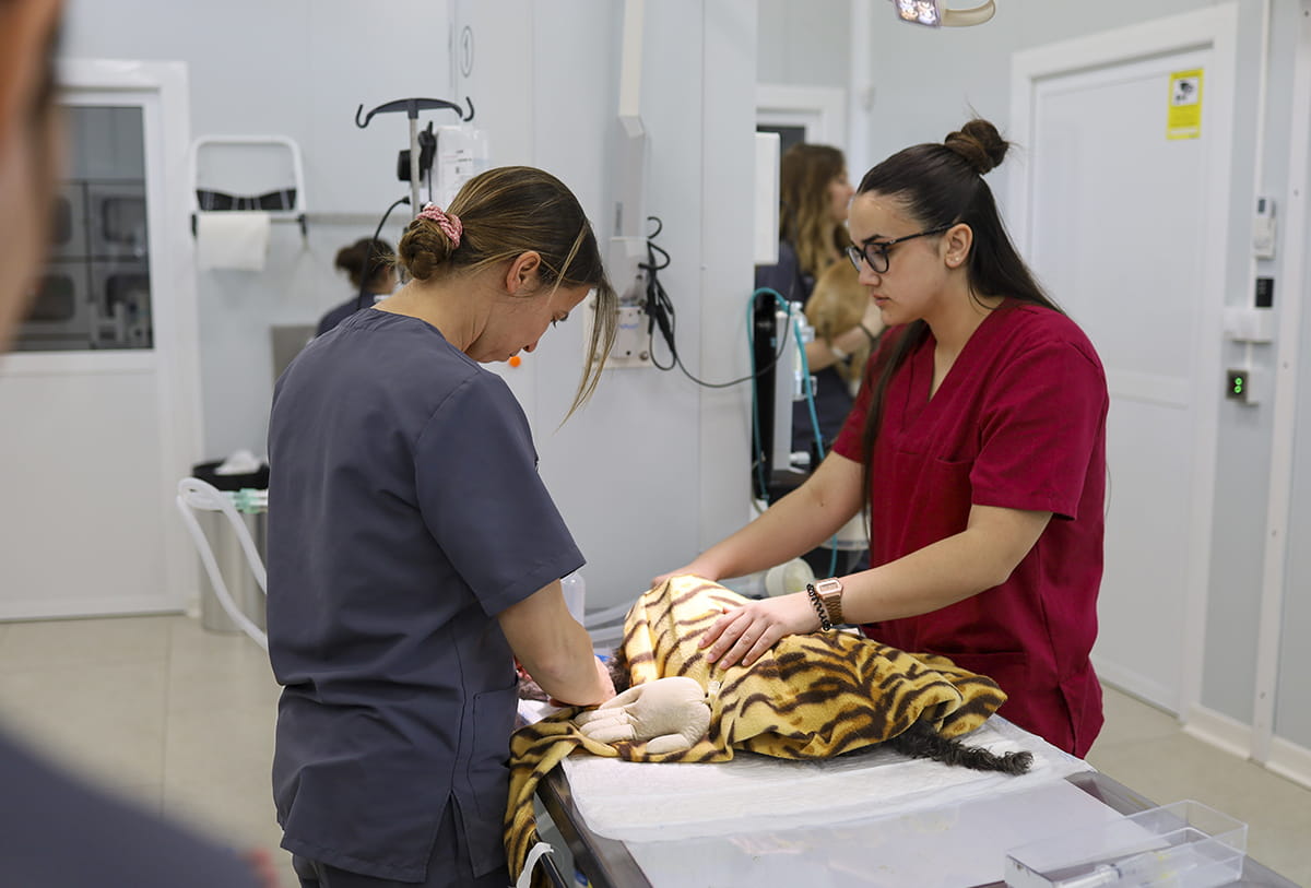 veterinaria alicante