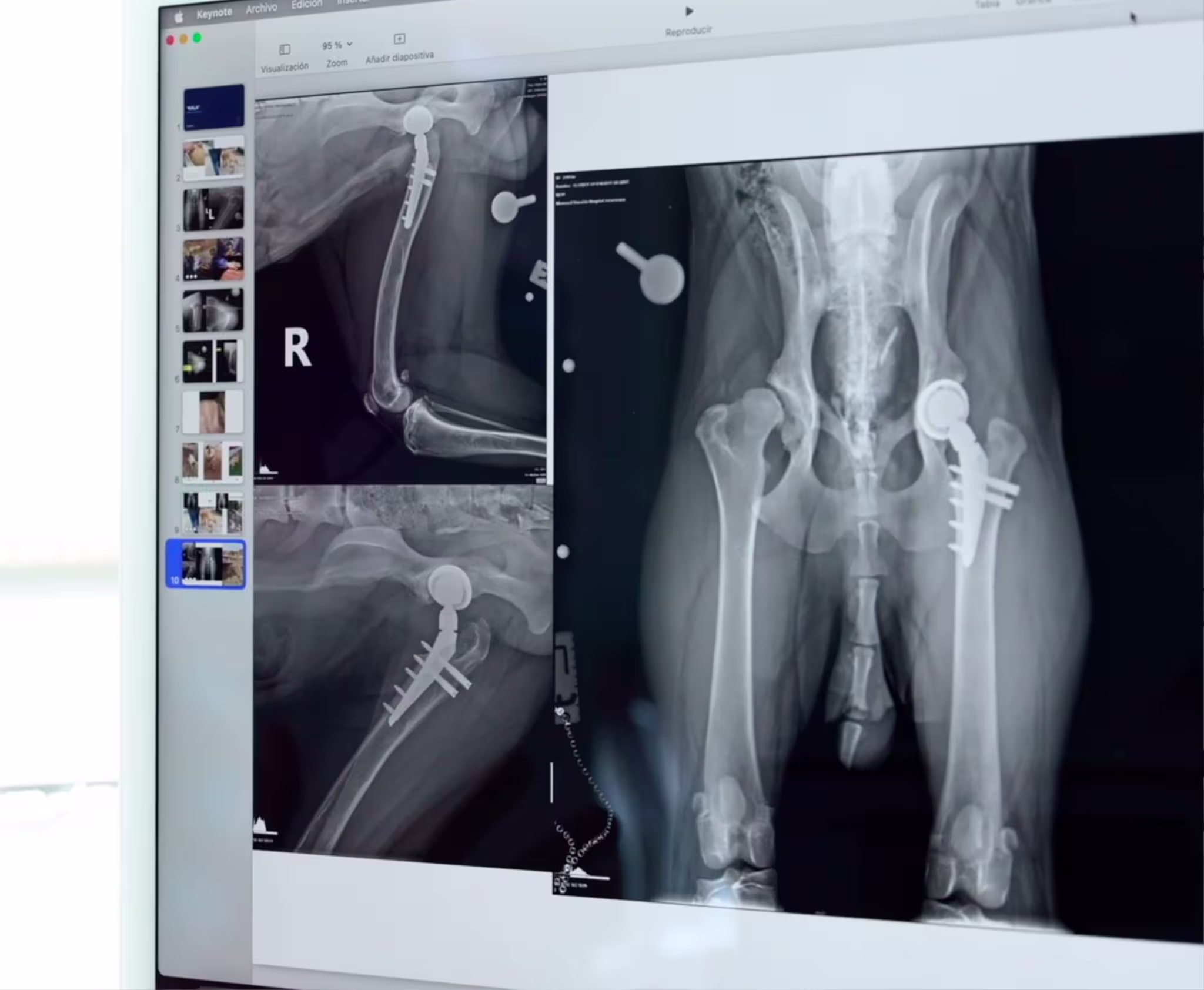 traumatologo-veterinario-en-alicante-4