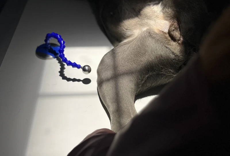 Ecografía veterinaria en Alicante para perros y gatos