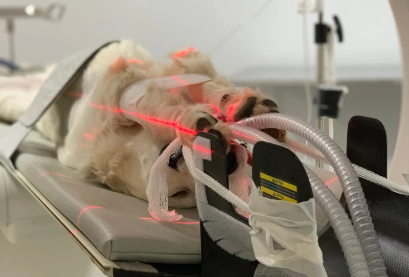 Diagnóstico por imagen veterinaria en Alicante