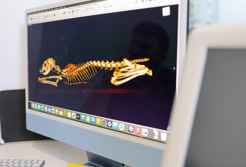 Diagnóstico veterinario mediante imagen en Alicante