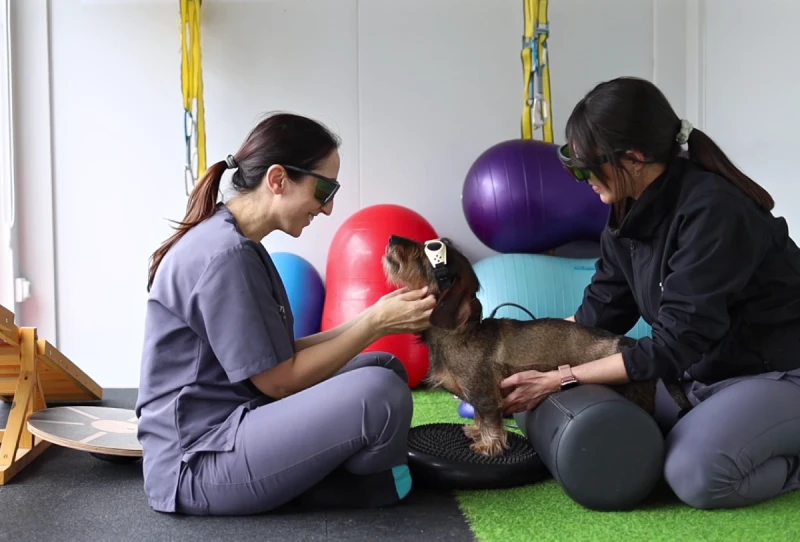 Rehabilitación y fisioterapia veterinaria en Alicante