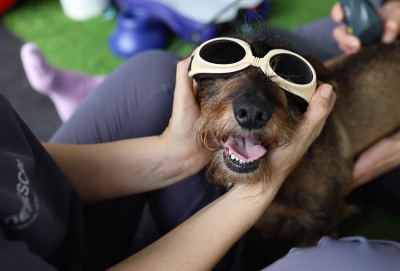 Fisioterapia veterinaria en Alicante para perros y gatos