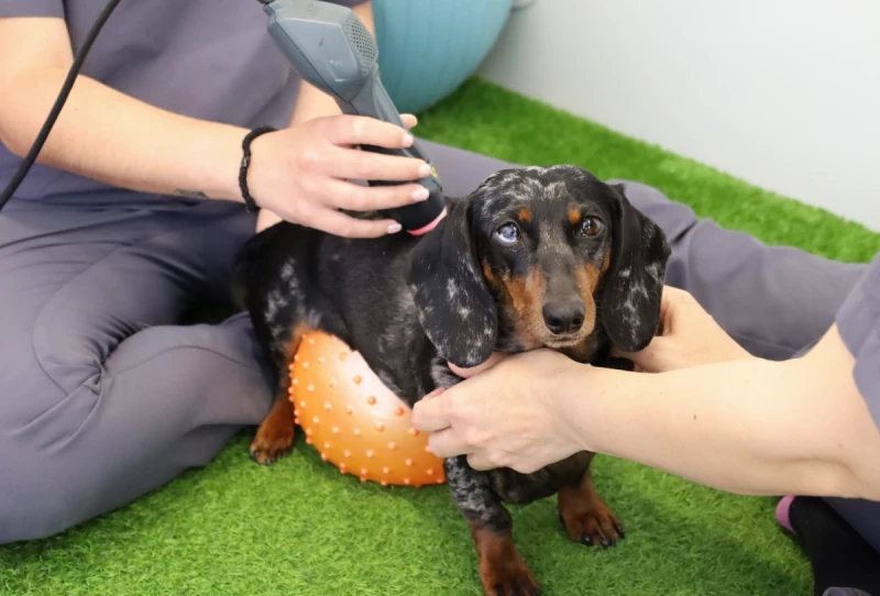 Tratamiento de rehabilitación veterinaria en Alicante