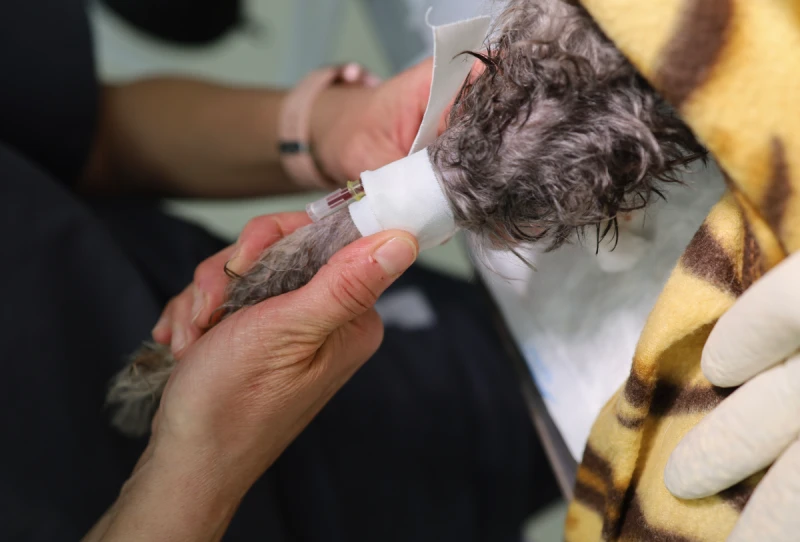 Medicina interna veterinaria en Alicante para perros y gatos