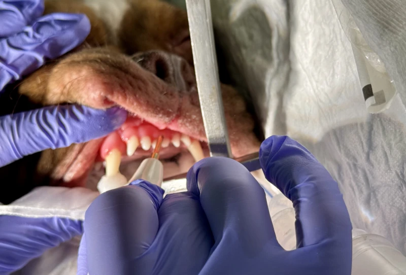 Limpieza dental veterinaria en Alicante