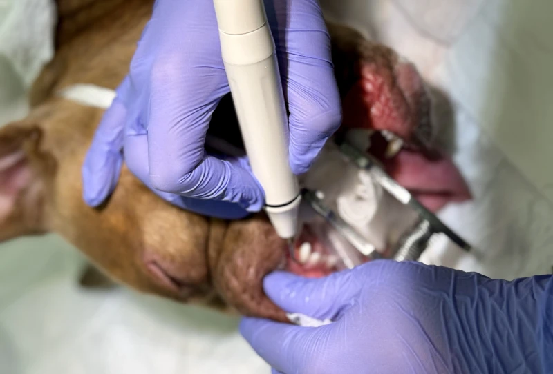 Clínica de odontología veterinaria en Alicante