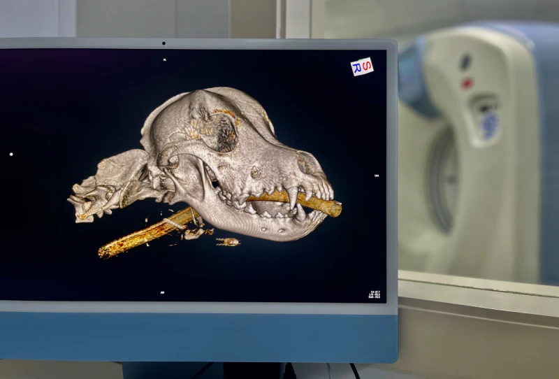 Odontología veterinaria en Alicante para perros y gatos